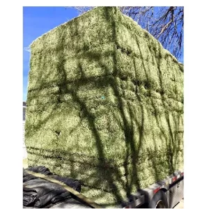 Alternative view of ALFALFA HAY BALE PREMIUM STANDARD FOR SALE