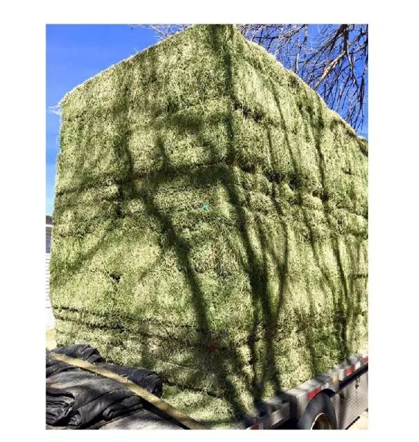 ALFALFA HAY BALE PREMIUM STANDARD FOR SALE - Image 2