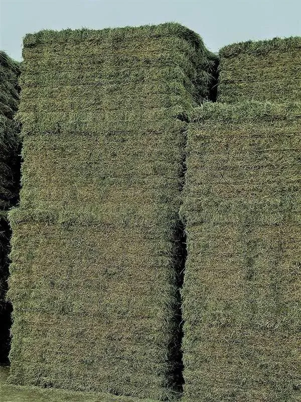 ALFALFA HAY BALE PREMIUM STANDARD FOR SALE - Image 3