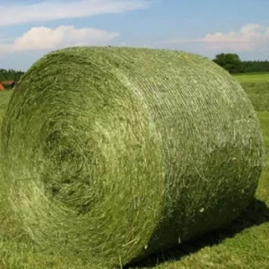 ALFALFA HAY BALE PREMIUM STANDARD FOR SALE
