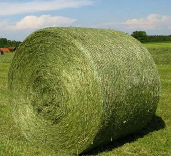 ALFALFA HAY BALE PREMIUM STANDARD FOR SALE