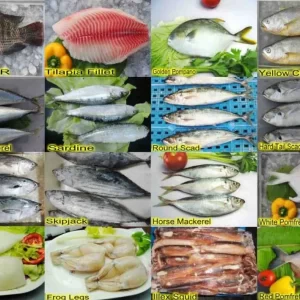 FRESH FROZEN FISH FOR SALE