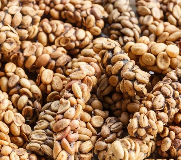 KOPI LUWAK ARABICA COFFEE (GREEN BEAN COFFEE) - Image 5