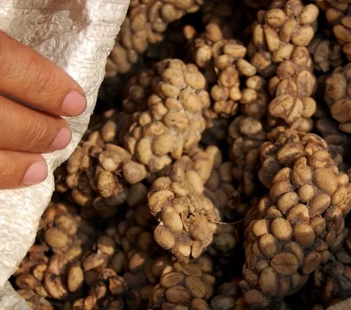 KOPI LUWAK ARABICA COFFEE (GREEN BEAN COFFEE) - Image 3