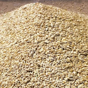 WHEAT GRAIN ( MILLING WHEAT, HARD WHEAT, SOFT WHEAT & DURUM WHEAT)
