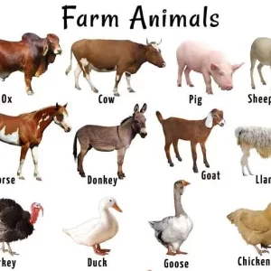 LIVESTOCK FARM ANIMALS FOR SALE