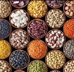 Alternative view of OIL SEED