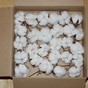 RAW COTTON FOR SALE
